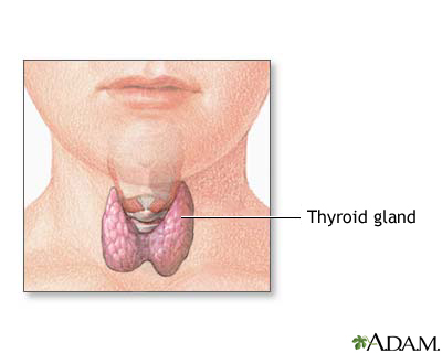 Thyroid gland