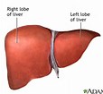 Your amazing liver
