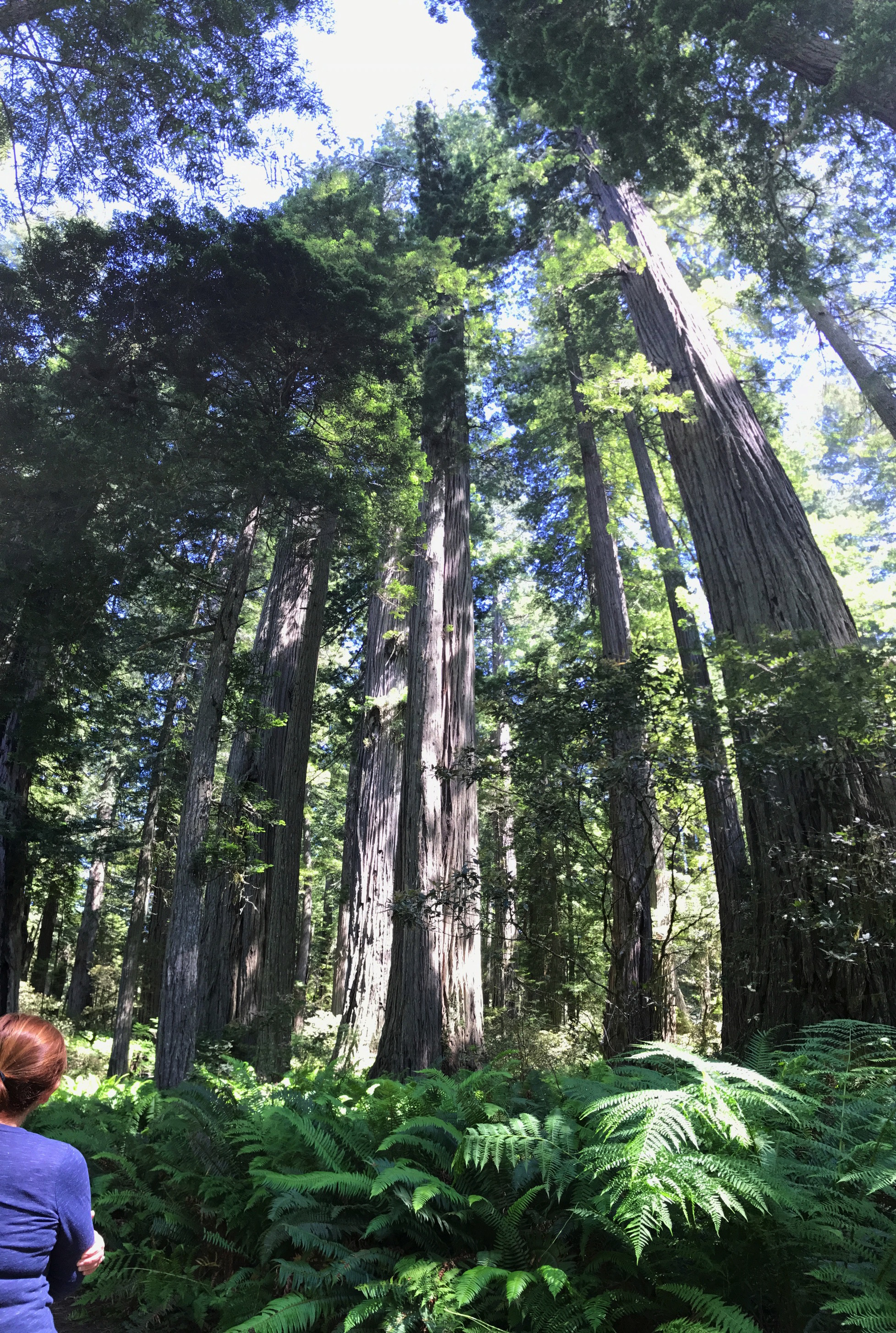 Redwood forest serenity